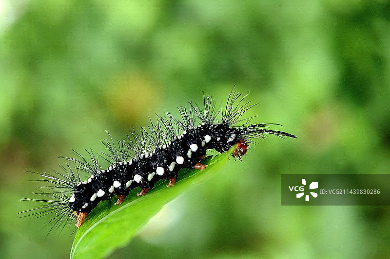 叶子上的毛毛虫图片素材