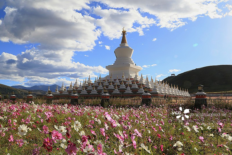 格桑花 经塔 蓝天白云图片素材