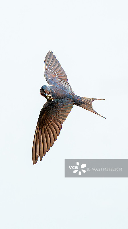 叼着豆娘的燕子图片素材