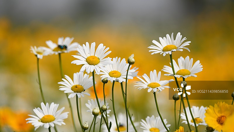 大滨菊图片素材