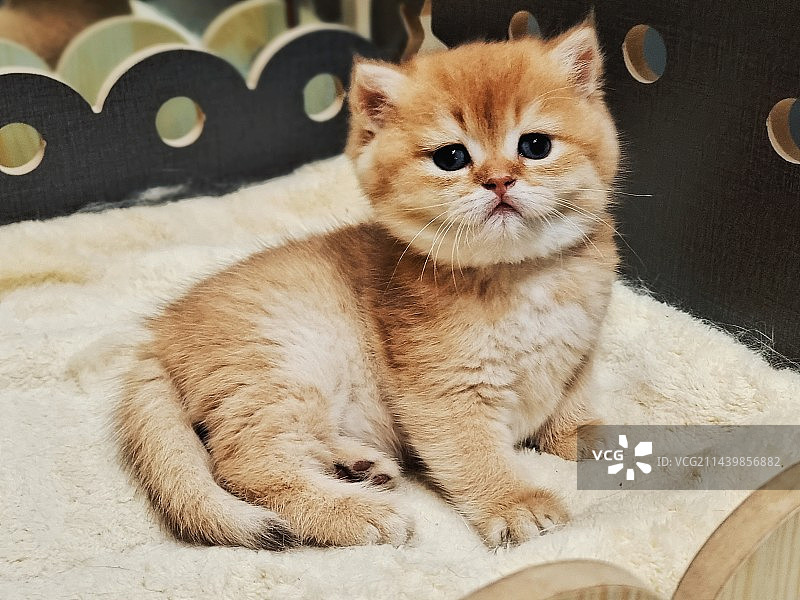 猫坐在家里的特写镜头图片素材