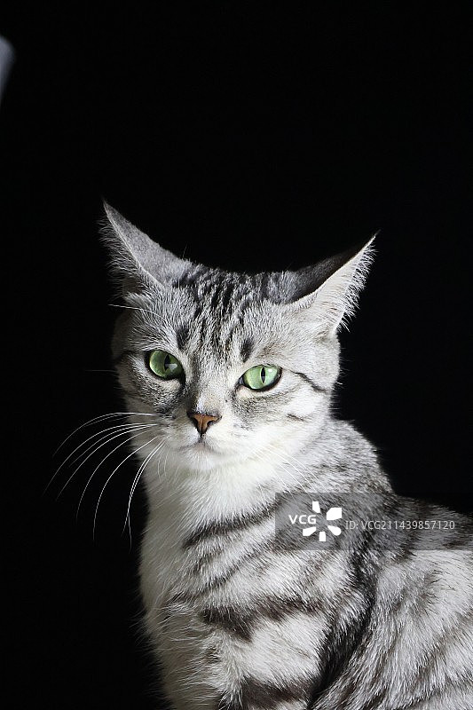 美短，在夜空下的姿态图片素材