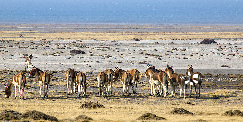 藏野驴图片素材