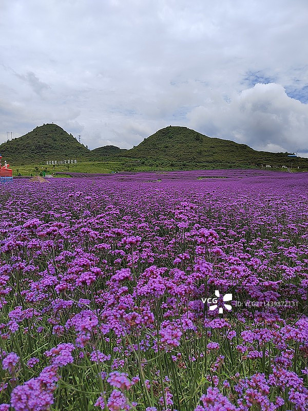 工作中拍的那些花儿～紫的、白的、黄的…图片素材