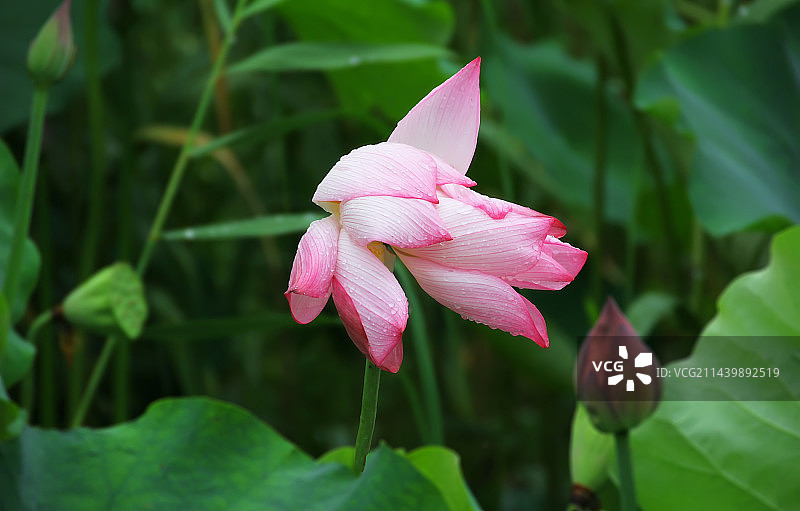 雨后荷花图片素材