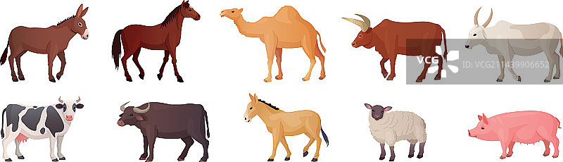 农场役畜品种（亚洲或非洲）图片素材