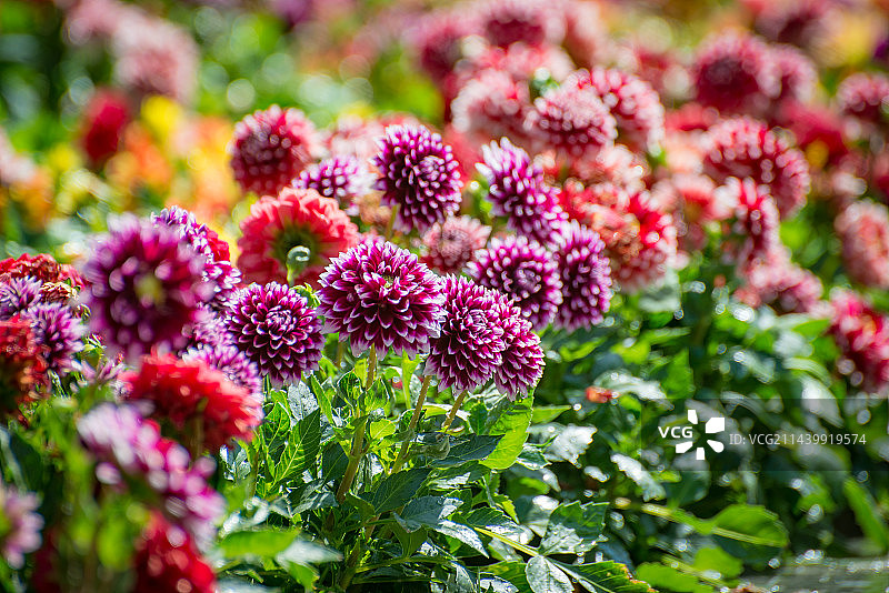 盛开在夏天的大丽花图片素材