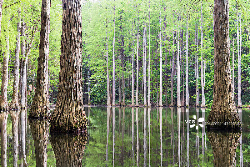 河南信阳鸡公山波尔登森林公园落羽杉水上森林户外风光图片素材