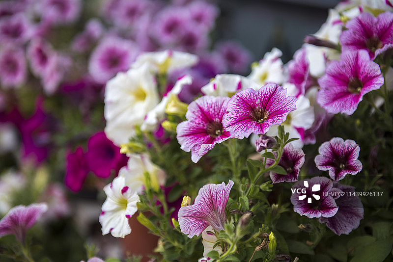 盛开的矮牵牛图片素材