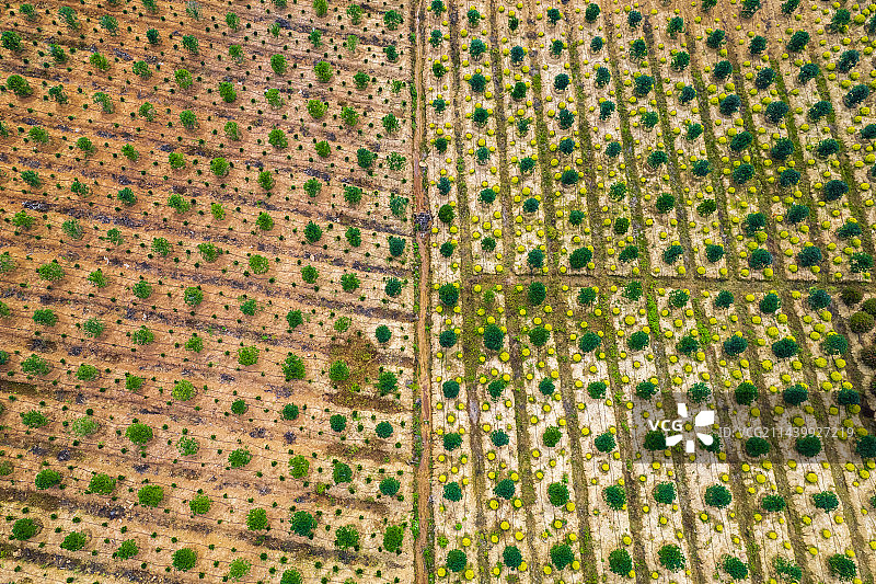 湖北京山农村苗圃基地图片素材
