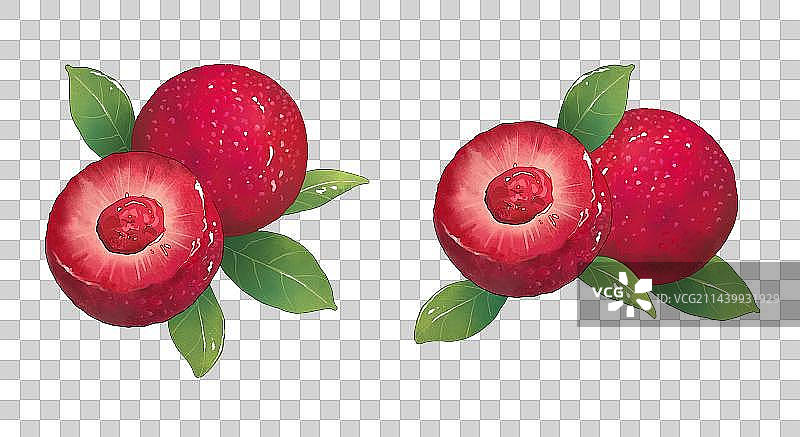 杨梅插画图片素材