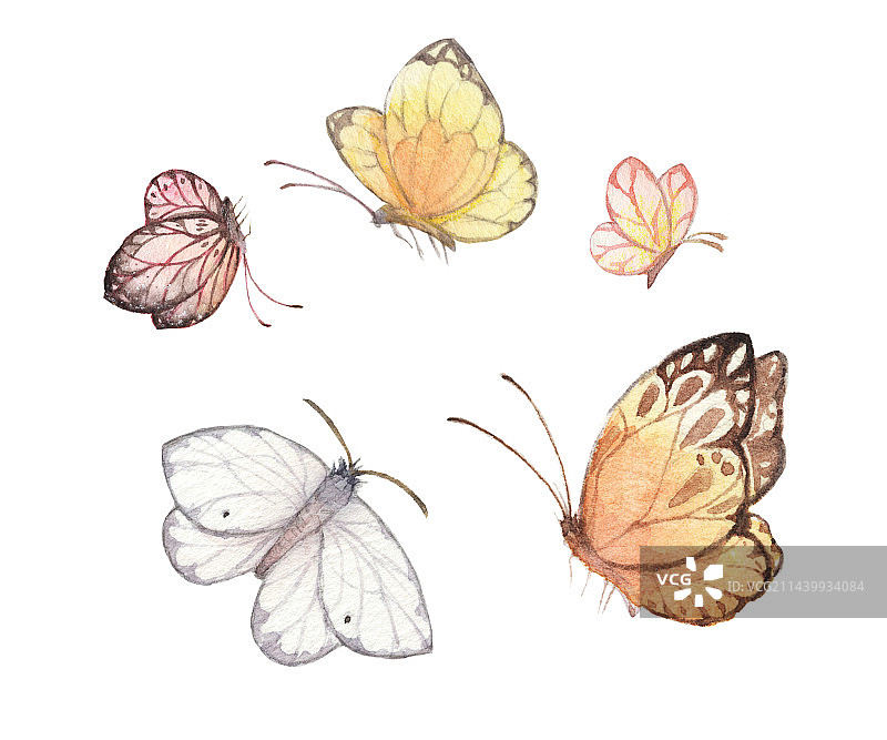 水彩手绘白色背景下的几只蝴蝶特写镜头图片素材