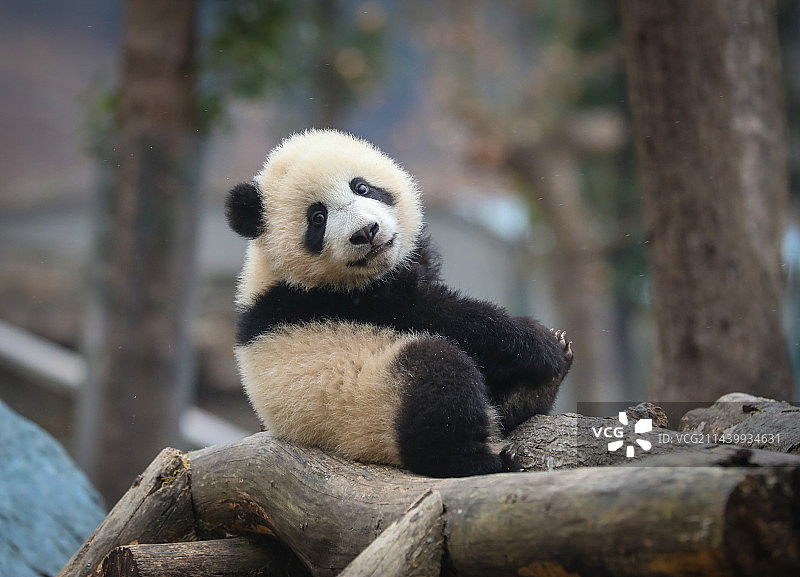 太可爱吧！这只熊猫宝宝的镜头感十足图片素材
