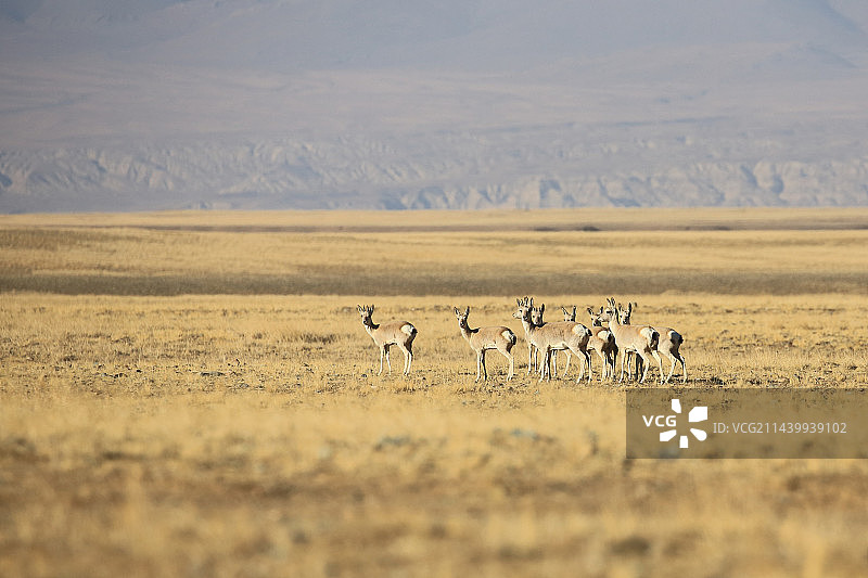 藏原羚图片素材