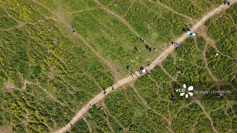 航拍-湘府路大桥南油菜地图片素材