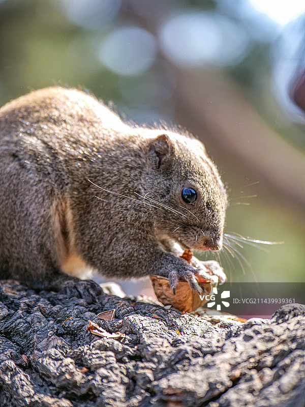 松鼠图片素材