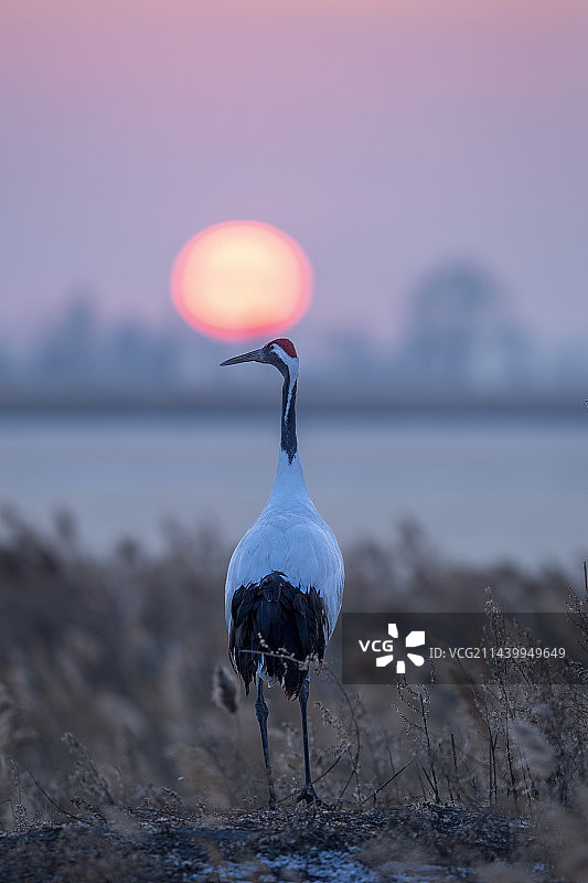 黄昏中守候图片素材