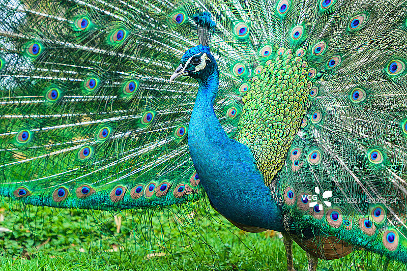 动物园里孔雀开屏图片素材