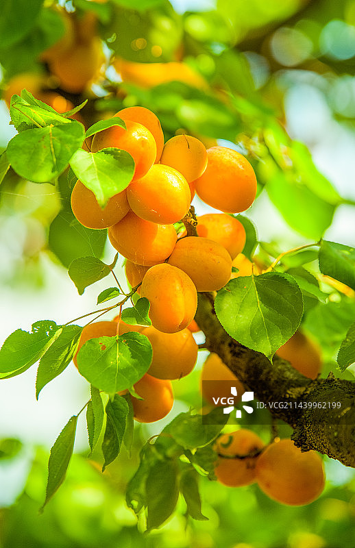 杏子压枝黄半熟图片素材