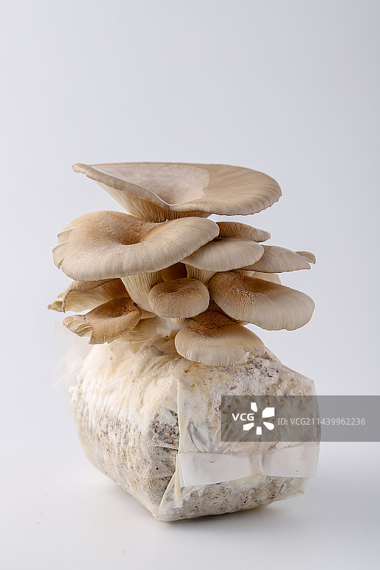 活体鲍鱼菇图片素材