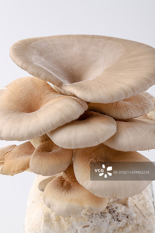 活体鲍鱼菇图片素材