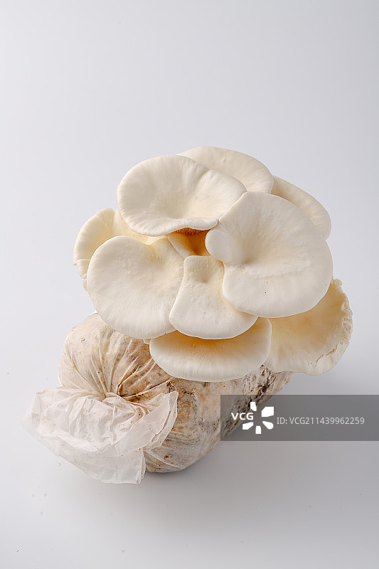 活体小白灵菇图片素材