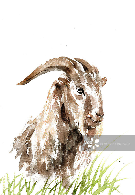 草丛中的山羊图片素材