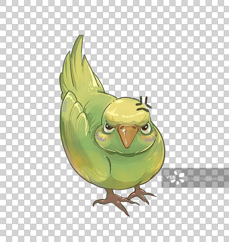 生气的鹦鹉图片素材