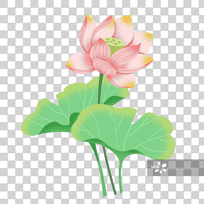 夏季荷花素材图片素材