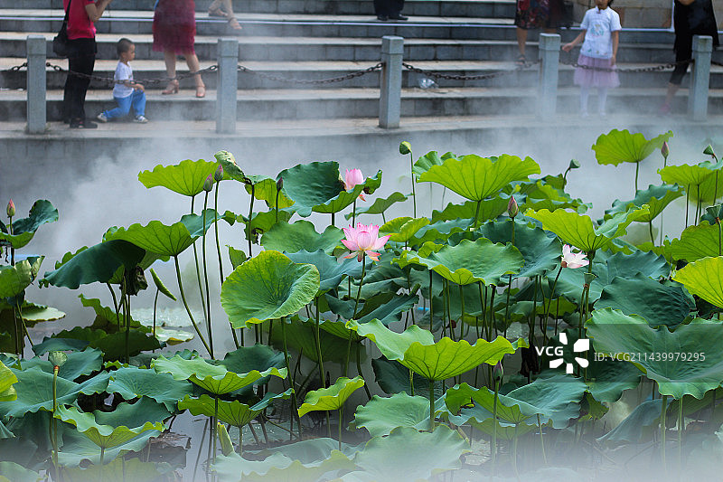 洪湖荷花展图片素材