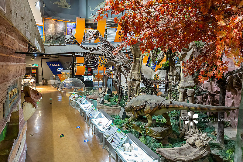恐龙化石 古生物骨骼化石标本 史前巨兽 河南自然博物馆 科普型自然类博物馆 地球科学展览馆图片素材