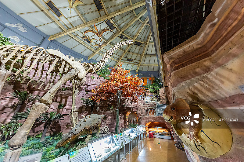 恐龙化石 古生物骨骼化石标本 史前巨兽 河南自然博物馆 科普型自然类博物馆 地球科学展览馆图片素材