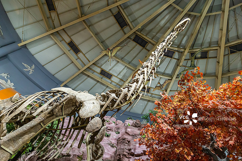 恐龙化石 古生物骨骼化石标本 史前巨兽 河南自然博物馆 科普型自然类博物馆 地球科学展览馆图片素材