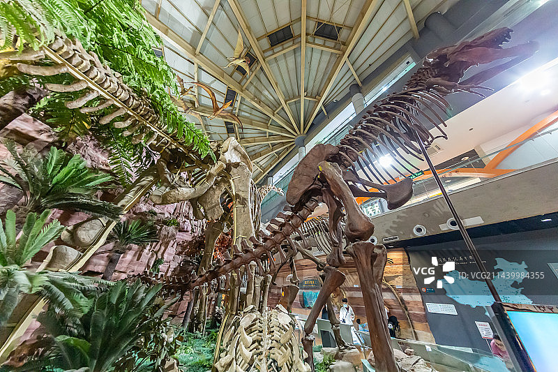 恐龙化石 古生物骨骼化石标本 史前巨兽 河南自然博物馆 科普型自然类博物馆 地球科学展览馆图片素材