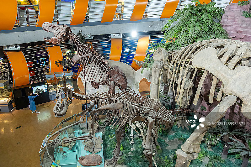 恐龙化石 古生物骨骼化石标本 史前巨兽 河南自然博物馆 科普型自然类博物馆 地球科学展览馆图片素材