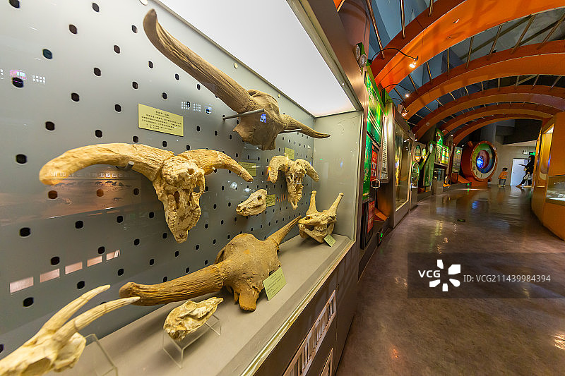 动物头骨化石 和政羊 东北野牛 河南自然博物馆 科普型自然类博物馆 地球科学展览馆图片素材