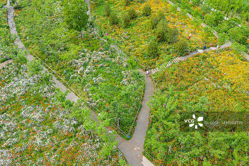 航拍郑州东风渠生态文化公园 雏菊 虞美人 兰花矢车菊 郑州版莫奈花园 花的海洋图片素材