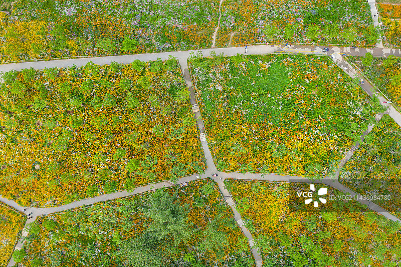 航拍郑州东风渠生态文化公园 雏菊 虞美人 兰花矢车菊 郑州版莫奈花园 花的海洋图片素材