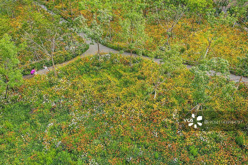 航拍郑州东风渠生态文化公园 雏菊 虞美人 兰花矢车菊 郑州版莫奈花园 花的海洋图片素材