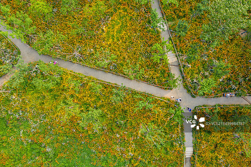 航拍郑州东风渠生态文化公园 雏菊 虞美人 兰花矢车菊 郑州版莫奈花园 花的海洋图片素材