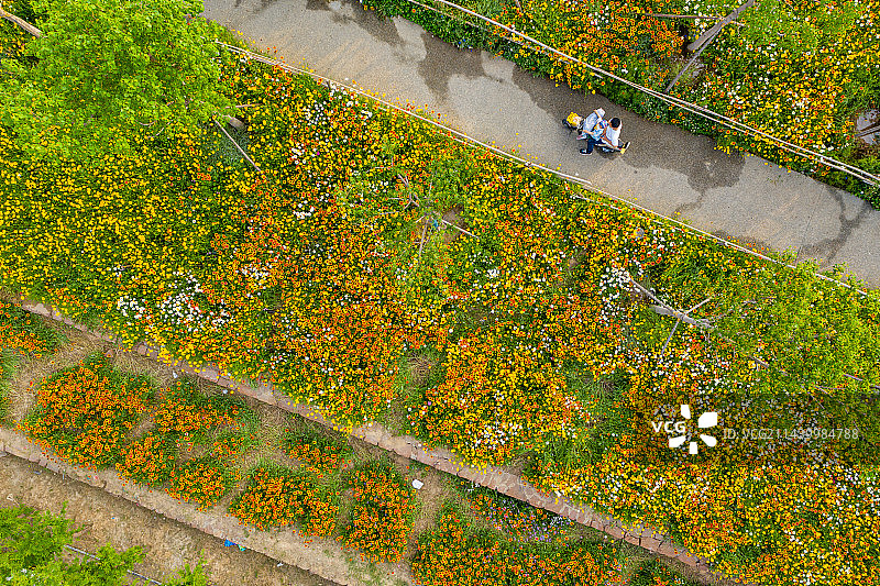 航拍郑州东风渠生态文化公园 雏菊 虞美人 兰花矢车菊 郑州版莫奈花园 花的海洋图片素材