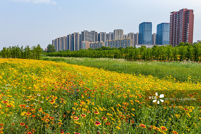 航拍郑州东风渠生态文化公园 雏菊 虞美人 兰花矢车菊 郑州版莫奈花园 花的海洋图片素材