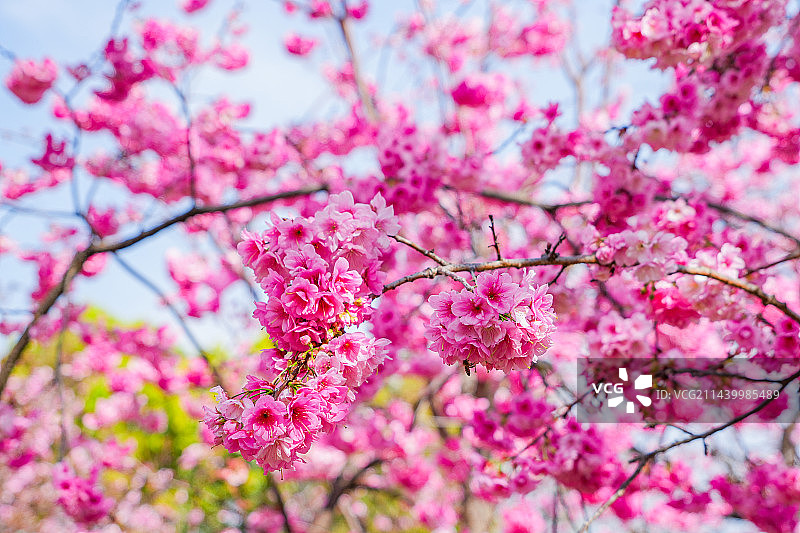 春天了花园里开满了樱花图片素材