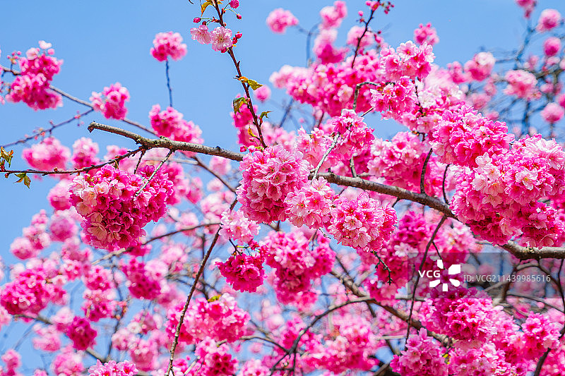 春季花园赏花枝头盛开鲜艳的樱花图片素材