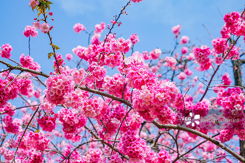 春天樱花园里盛开樱花图片素材