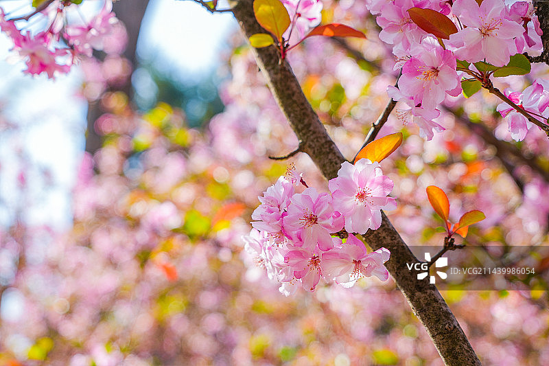 春季公园里樱花盛开图片素材