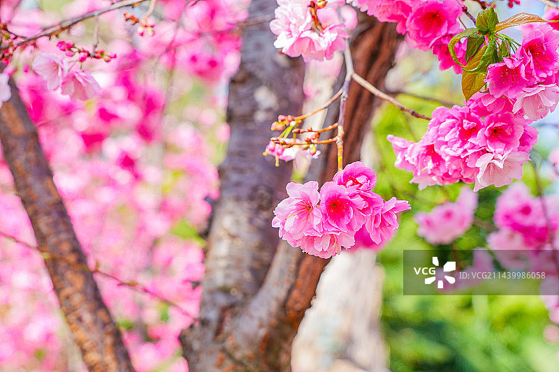 春季公园里樱花盛开图片素材
