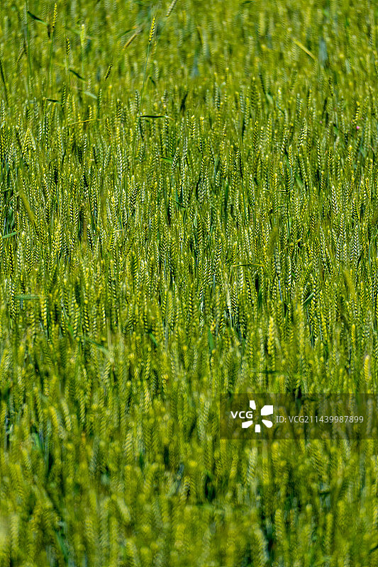 未成熟的小麦图片素材