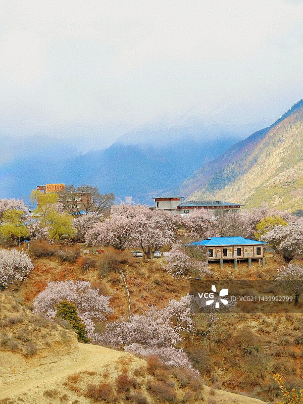 漫山花溪谷，桃花朵朵开图片素材