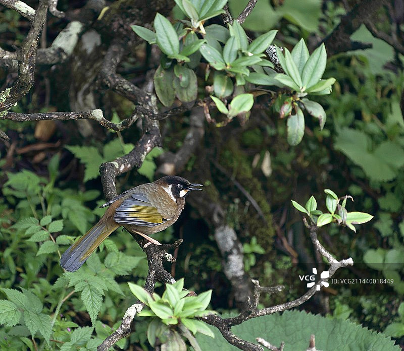 苍山顶杜鹃上的黑顶噪鹛 Black-faced Laughingthrush @3900m图片素材